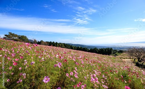 Wallpaper Mural コスモス畑 Torontodigital.ca