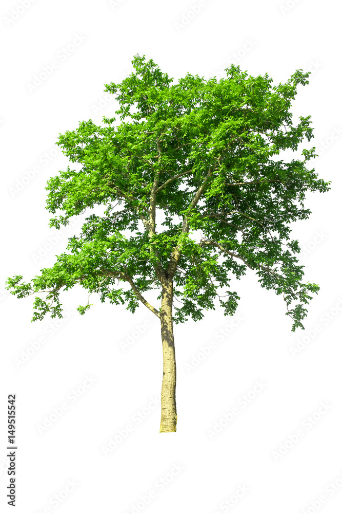 Obraz premium tree isolated, tree on white bacground, tree object.