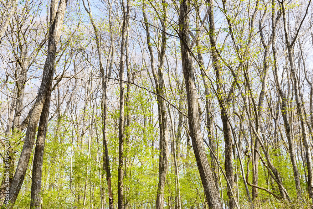 Fototapeta premium 新緑の樹木