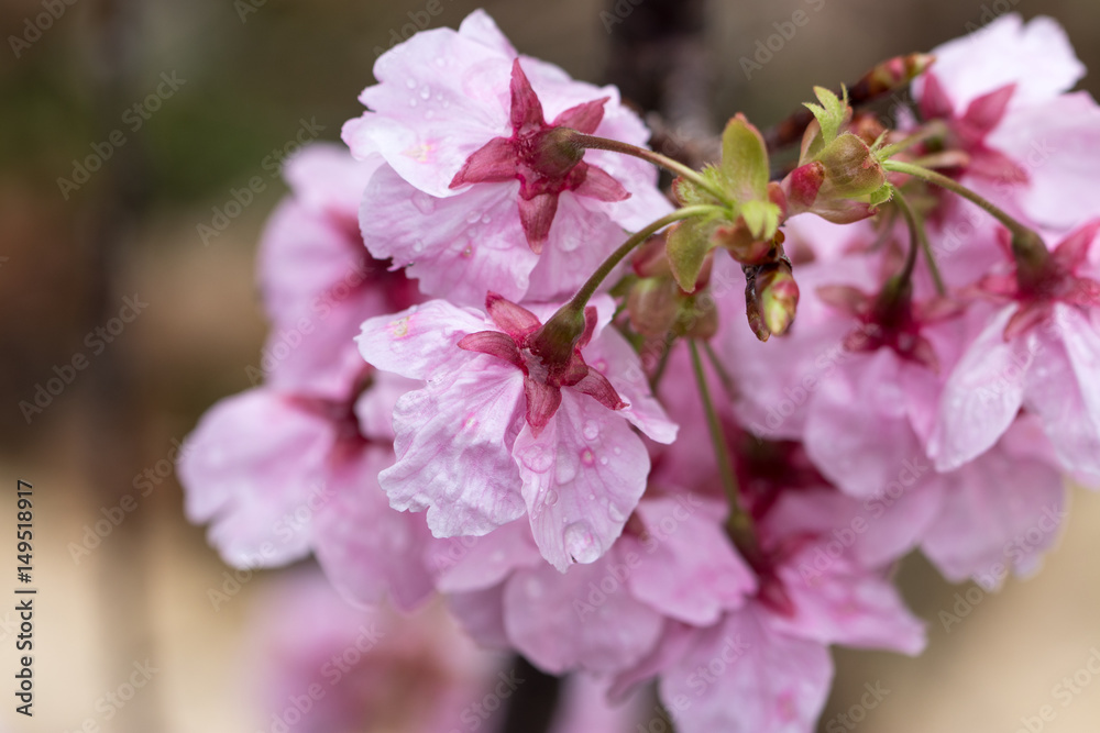 Fototapeta premium 桜の花