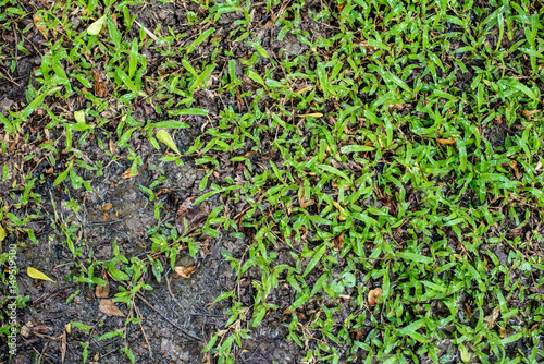 Texture background of green grass and wet ground