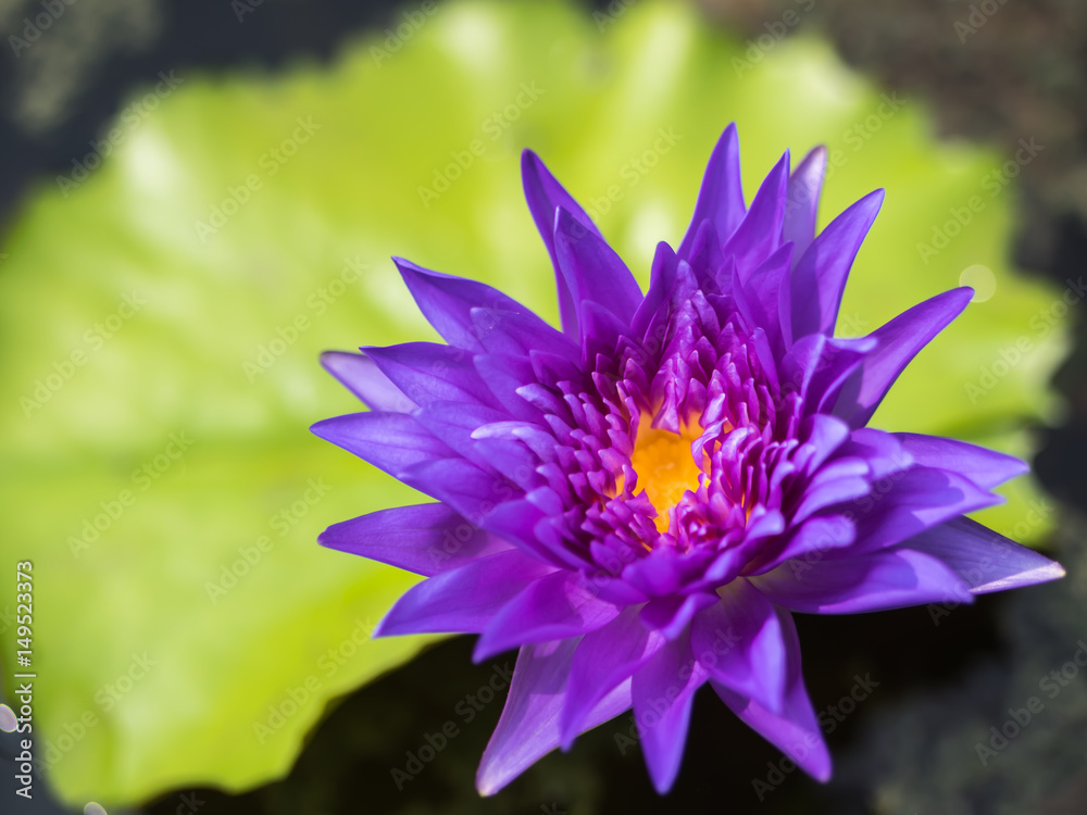 Purple waterlily and green leaf Purple waterlily and green leaf