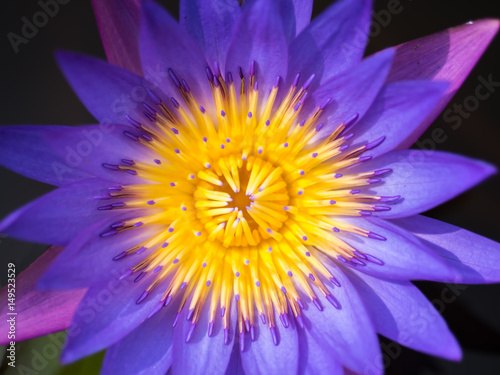 Colorful waterlily close up