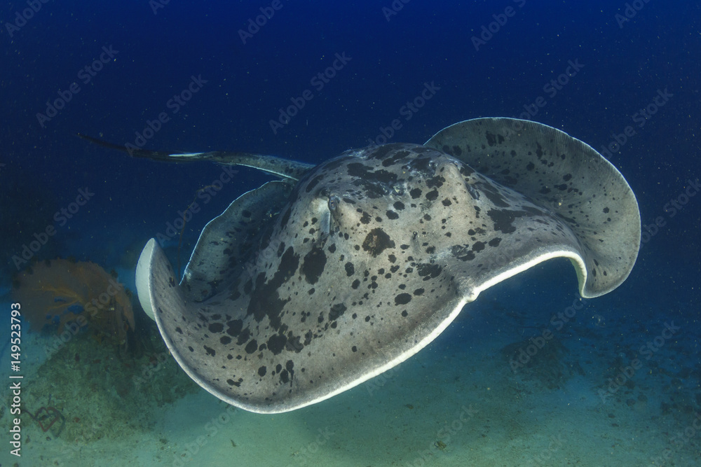 Fototapeta premium Marbled Ray stingray