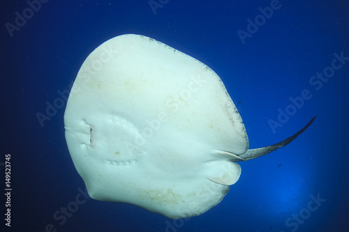 Photography Marbled Ray stingray