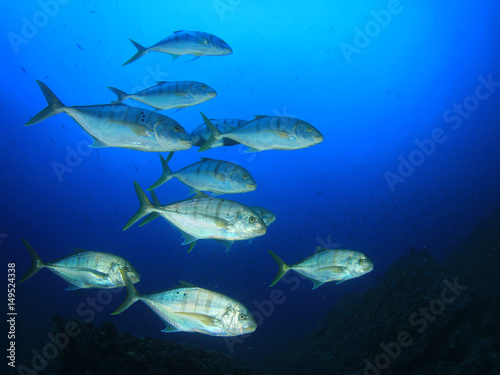 Tuna fish underwater © Richard Carey