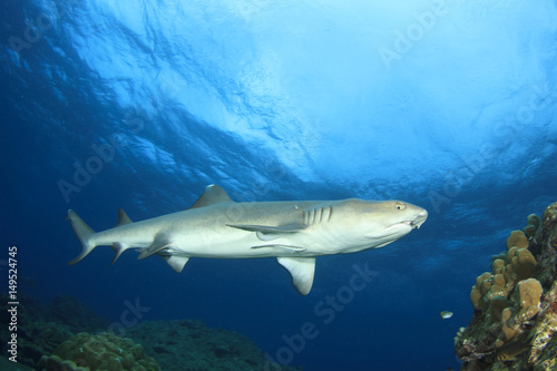 Whitetip Reef Shark