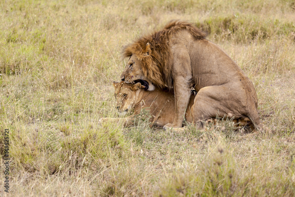 Two lions mating,