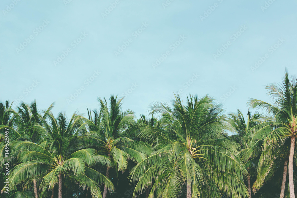 Obraz premium Coconut palm trees tropical background, vintage