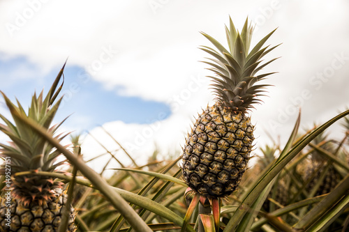 Pineapple Farm Plantation