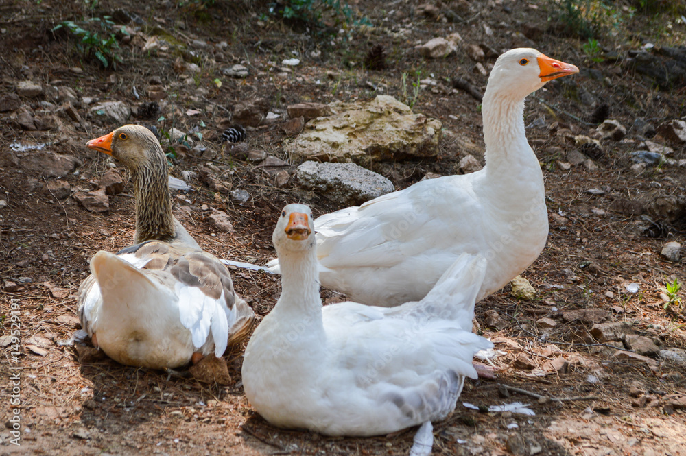 Obraz premium Three domestic geese resting on the ground outdoors on a farm. Poultry birds in rural countryside, agriculture, farming and animal husbandry concept