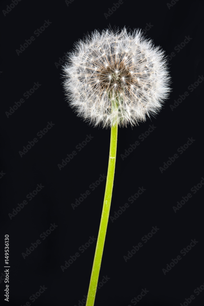 Dandelion flower Dandelion flower