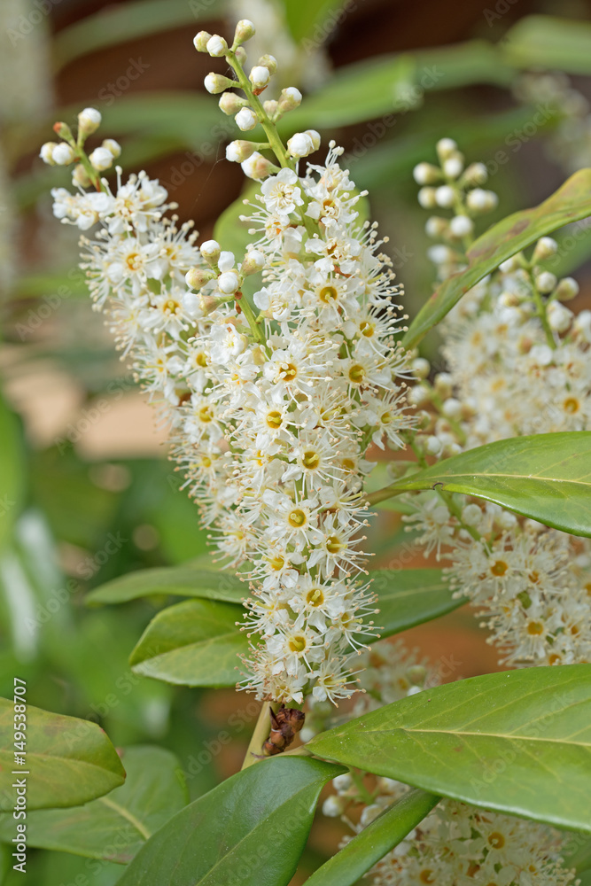 Kirschlorbeer, Prunus laurocerasus, Blüten Stock Photo Adobe Stock