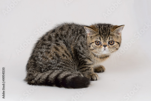 exotic shorthair cat on white background, Brown Spotted Tabby © tuephoto