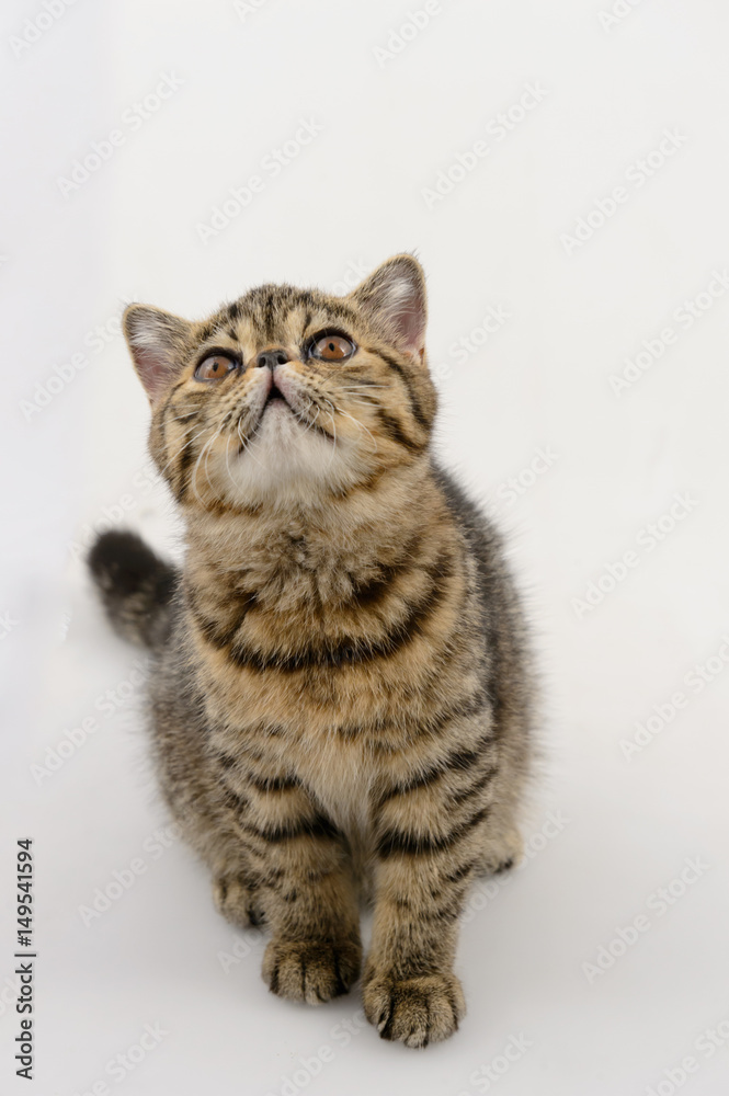 exotic shorthair cat on white background, Brown Spotted Tabby