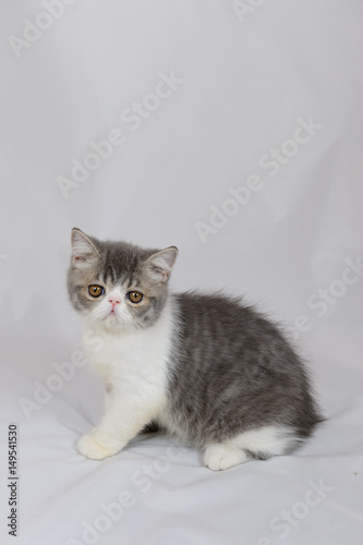 Canvas Print exotic shorthair cat on white background, Blue Tabby and white