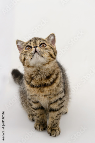 exotic shorthair cat on white background, Brown Spotted Tabby