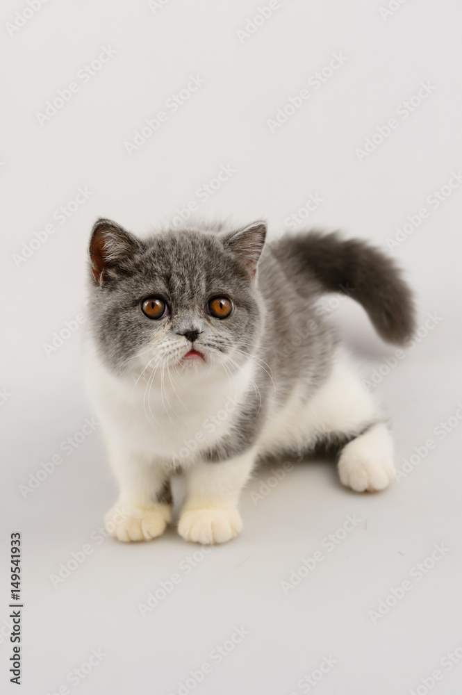 exotic shorthair cat on white background, Blue and white