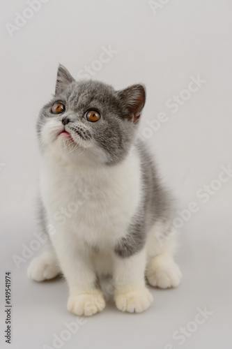 exotic shorthair cat on white background, Blue and white