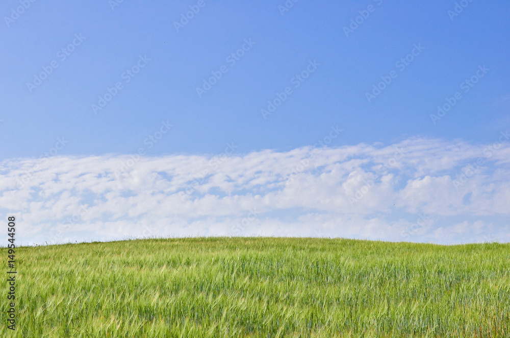 Green barley (cereal) field with blue sky for abstract nature background. Front top view. Selective focus. Copy space. Green barley (cereal) field with blue sky for abstract nature background. Front top view. Selective focus. Copy space.
