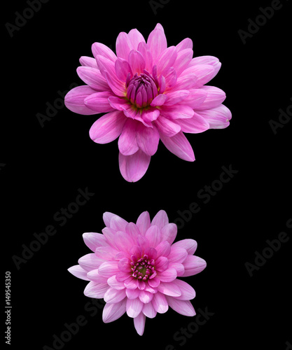 isolated pink dahlia flowers on black background for design