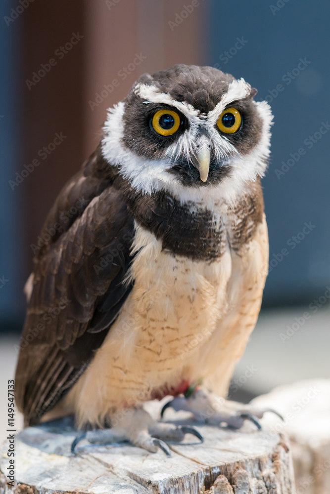 Fototapeta premium ふくろう物語