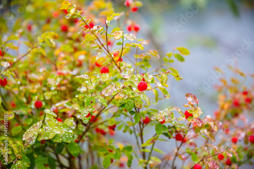 Short evergreen shrub with red berries covered with drops of water