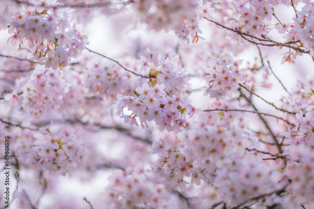 Obraz premium Amazing cherry blossom
