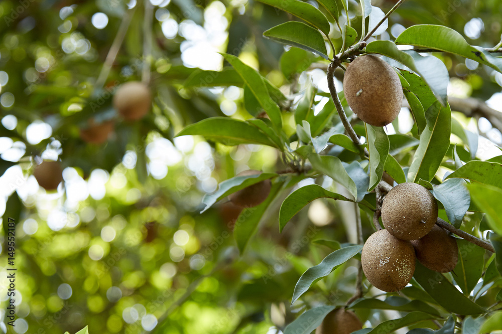 Obraz premium sapodilla on Tree