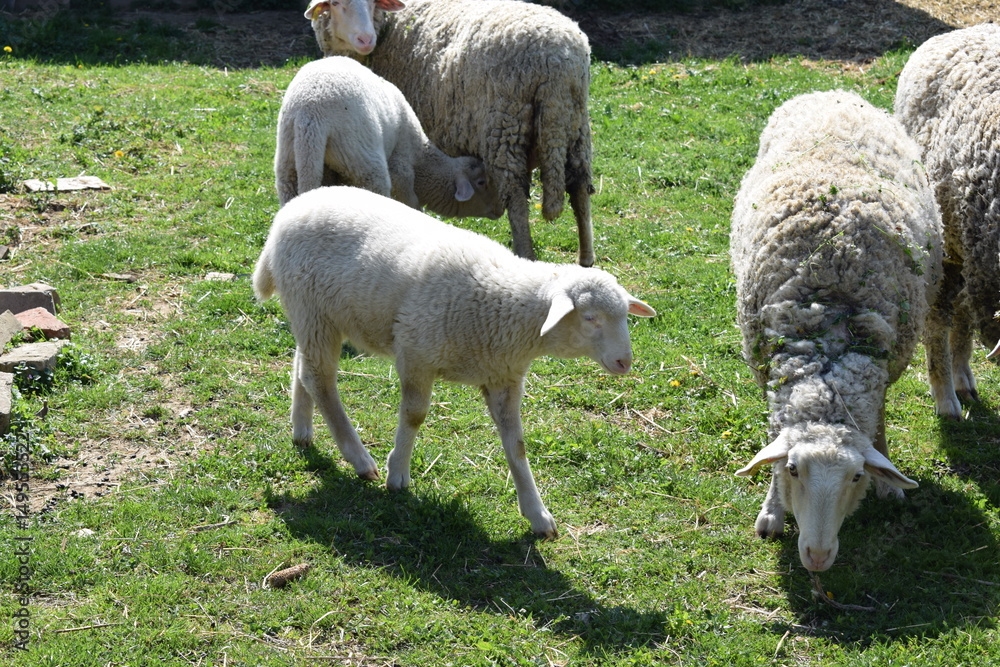 Obraz premium Sheep flock