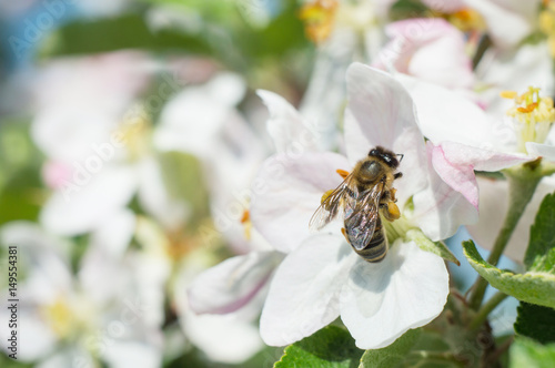 bee pollinating apple blossoms macro