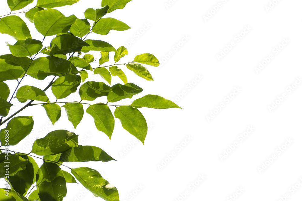 tree branch and green leaf silhouette photography , white background tree branch and green leaf silhouette photography , white background
