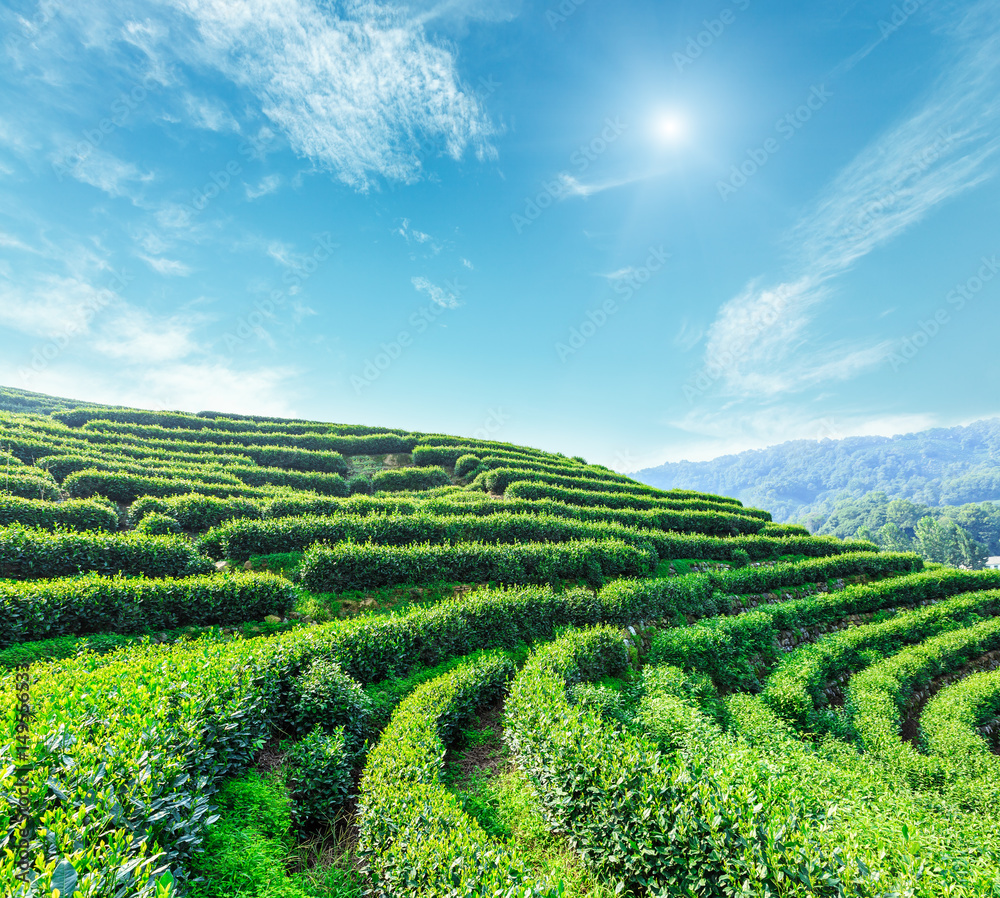 Green tea plantation landscape,china