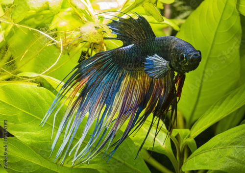 Fish fighter blue swimming with leaves of plants in the background.