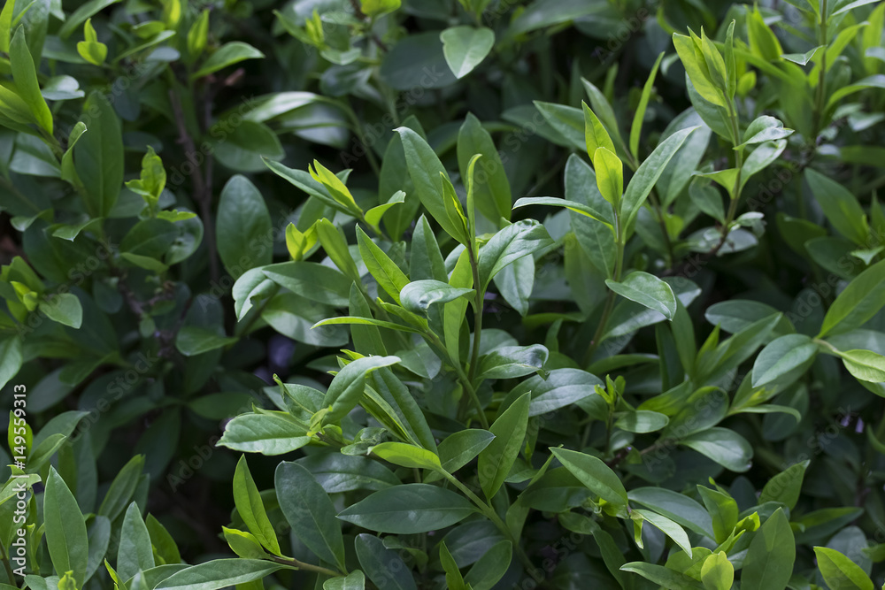 Green leaves background or texture. Natural pattern. Green leaves background or texture. Natural pattern.