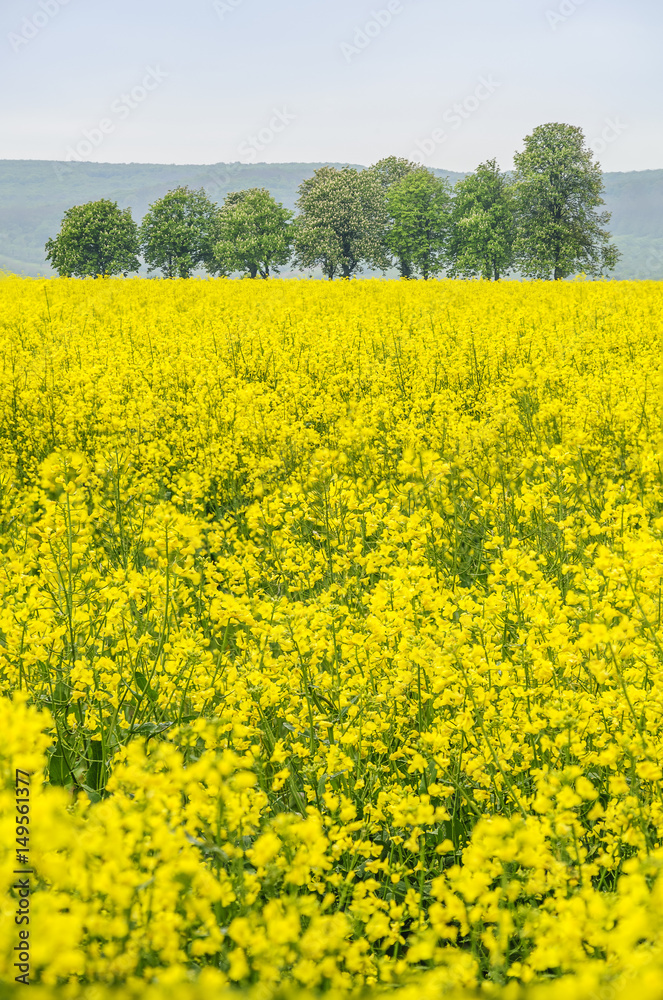 Rapsfeld mit Kastanienbaum