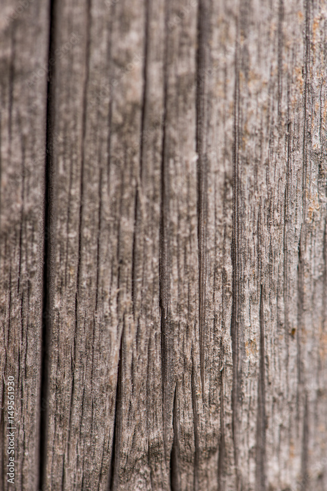 Fototapeta premium wood texture closeup