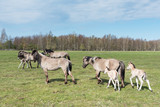 Wild horses family in spring.