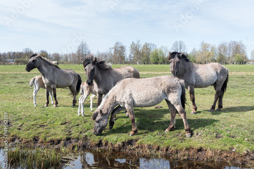 Wild horses family in spring.