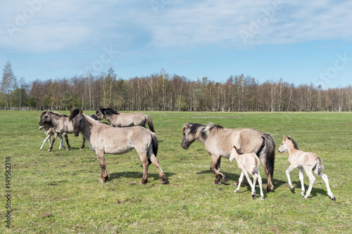 Fototapeta Naklejka Na Ścianę i Meble -  Wild horses family in spring.
