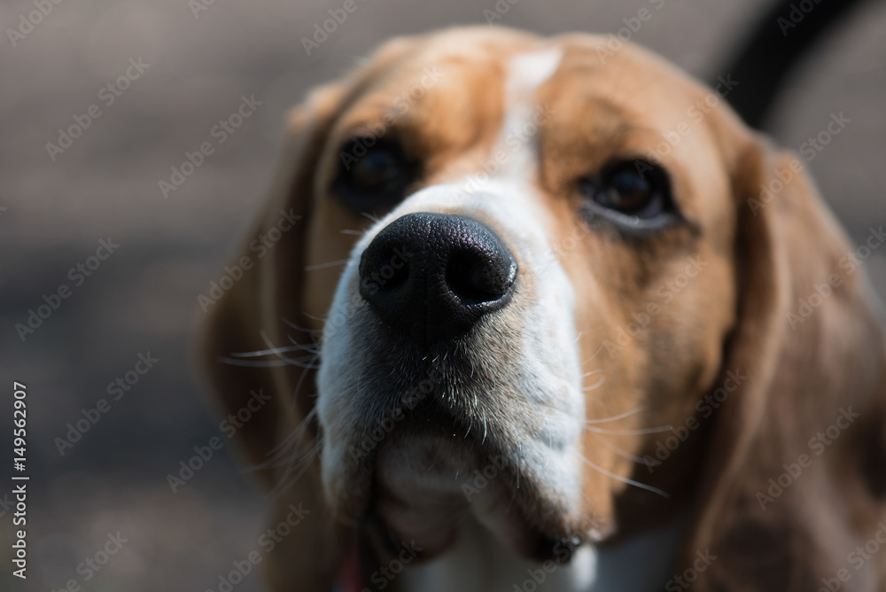 Beagle Dog Beagle Dog