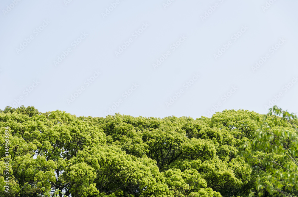 松山城 松山城