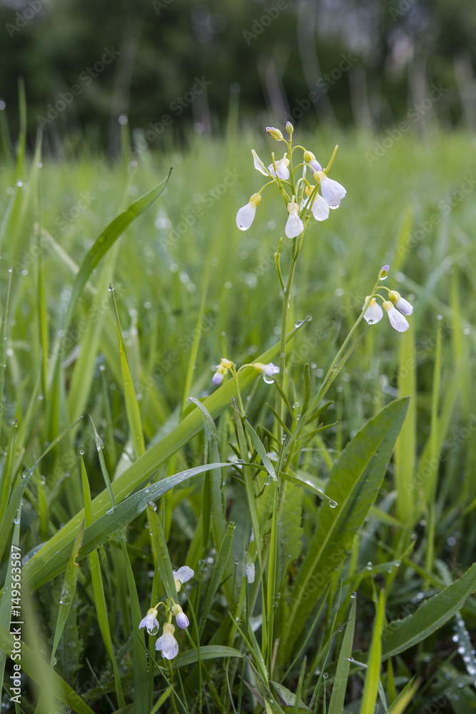 Wet flowers of meadow creeper, Cardamine pratensis. Wet flowers of meadow creeper, Cardamine pratensis.