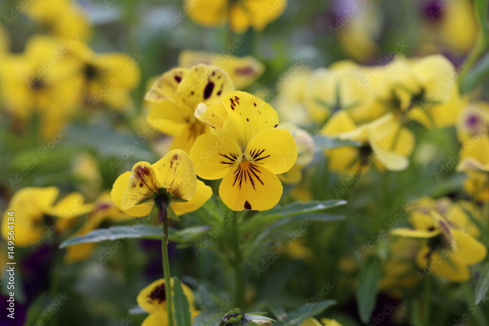 Garden / Pansy - beautiful summer flowers. Garden / Pansy - beautiful summer flowers.