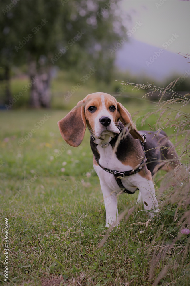 Beagle Dog