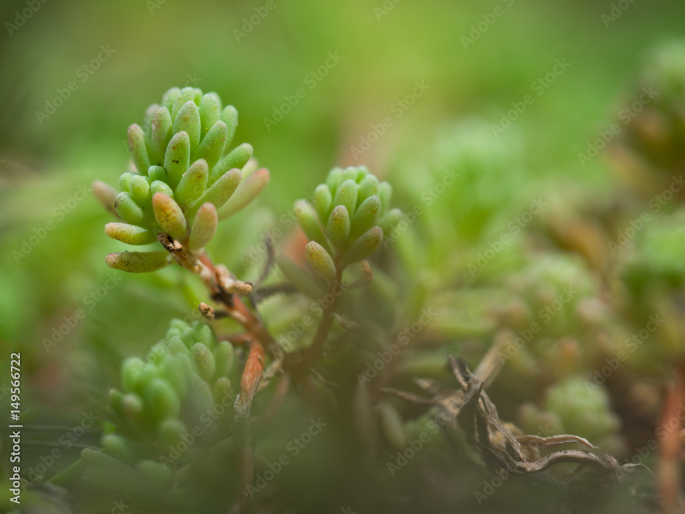 A beautiful plant in the spring. Macro A beautiful plant in the spring. Macro