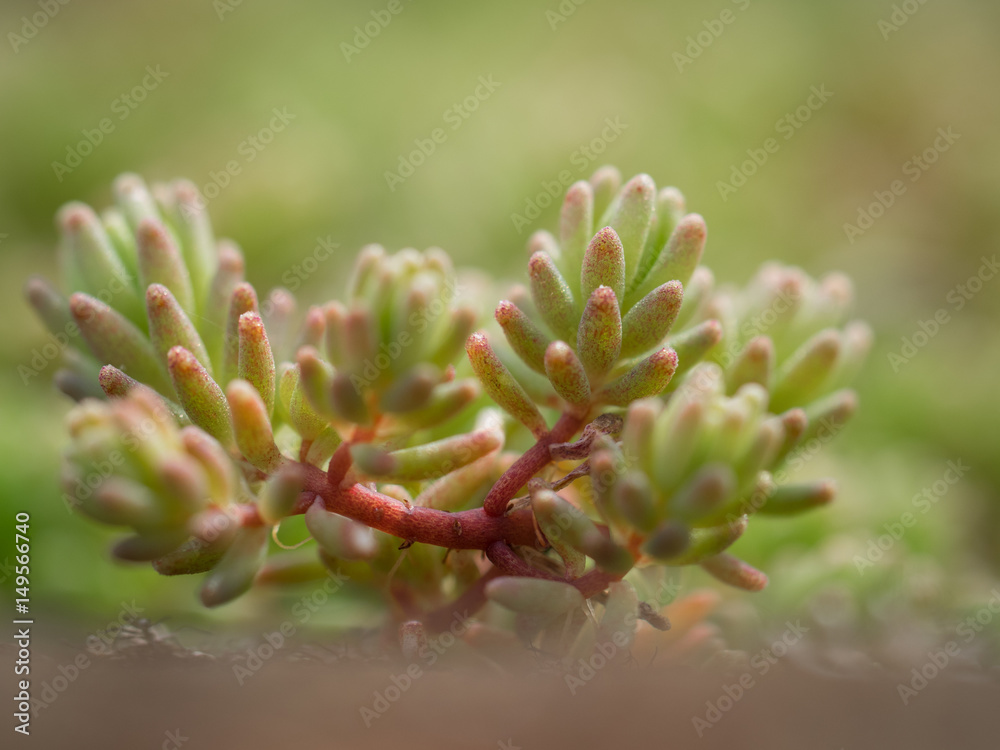 A beautiful plant in the spring. Macro A beautiful plant in the spring. Macro