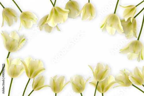 frame from white tulips