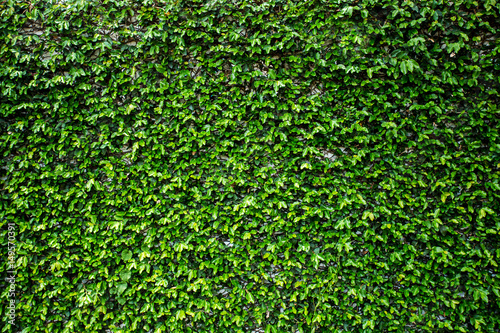 texture background of ivy leave green spring wall.