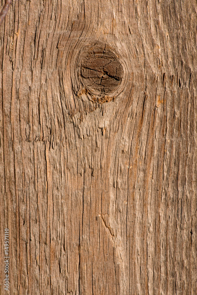 Fototapeta premium wood texture closeup